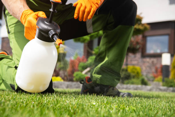 Best Ant Control Services  in Quanah, TX