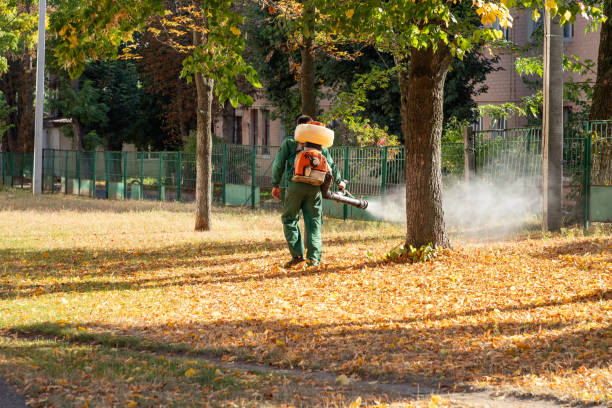 Best Insect Control  in Quanah, TX